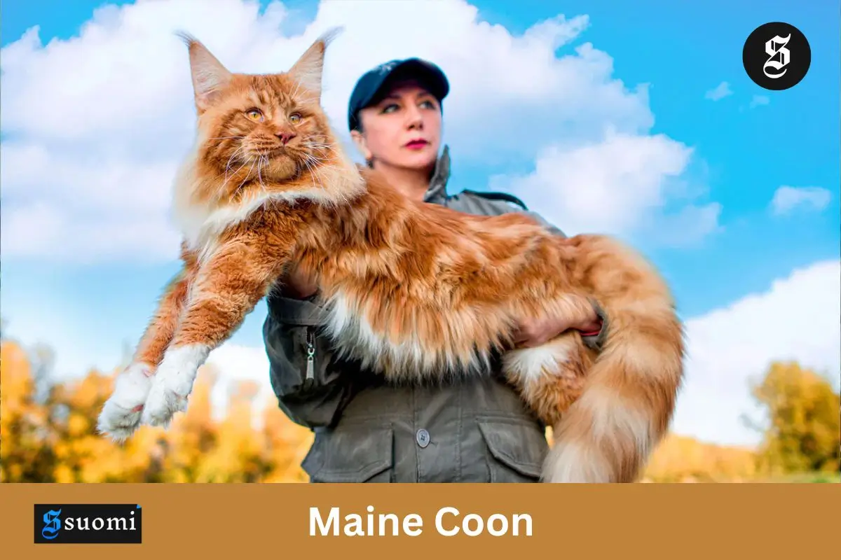 Maine Coon